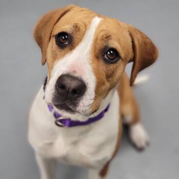 Mixed Breed Dogs Available for Adoption - Trixie | PetCurious