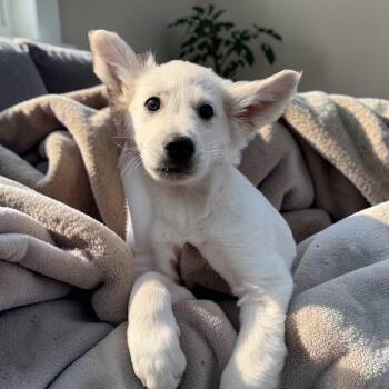 Irish Wolfhound and German Shepherd Dog Dogs Available for Adoption - Maverick | PetCurious