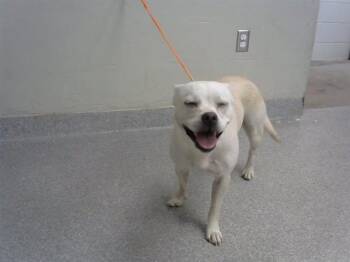 A186246 -  Boston Terrier and Mixed Breed Dog for Adoption in Pasadena, Texas - A186246 | PetCurious