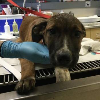 Cane Corso and Mixed Breed Dogs Available for Adoption in Riverside, California - JANE | PetCurious