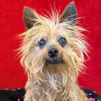 Yorkshire Terrier Dogs Available for Adoption in Pekin, Illinois - Ewok | PetCurious
