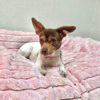 Rat Terrier and Chihuahua Dogs Available for Adoption in High Ridge, Missouri - Poppy | PetCurious