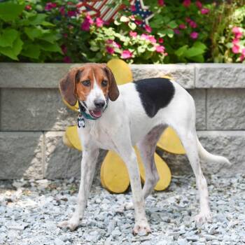 Hess -  Hound Dog for Adoption in Wake Forest, North Carolina - Hess | PetCurious