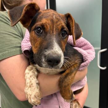South -  Mixed Breed Dog for Adoption in Abilene, Texas - South | PetCurious