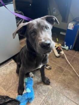 Ace -  Shepherd Dog for Adoption in Murphy, Texas - Ace | PetCurious