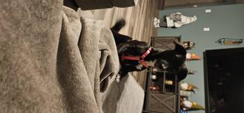 Rescue Mixed Breed Dogs for Adoption in Cloverdale, Indiana - Betty | PetCurious