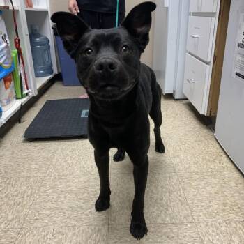 Australian Kelpie and Staffordshire Bull Terrier Dogs Available for Adoption - Dog 02/15/2026 | PetCurious