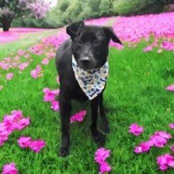 Shepherd and Mixed Breed Dogs Available for Adoption in San Antonio, Texas - Luna | PetCurious
