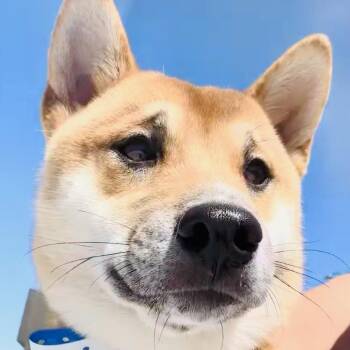 Bonsai -  Shiba Inu Dog for Adoption in Las Vegas, Nevada - Bonsai | PetCurious