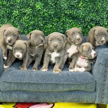 Quincy -  Pit Bull Terrier and Labrador Retriever Dog for Adoption in East St. Louis, Illinois - Quincy | PetCurious