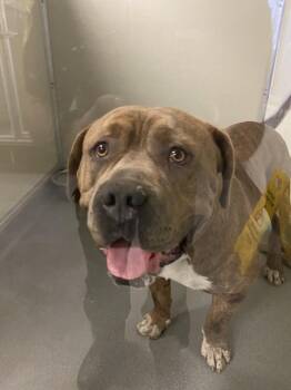 American Bulldog Dogs Available for Adoption - Chunk | PetCurious