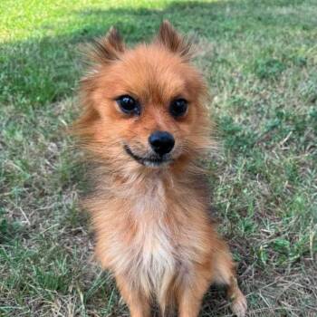 Oberon -  Pomeranian and Mixed Breed Dog for Adoption in Houston, Texas - Oberon | PetCurious