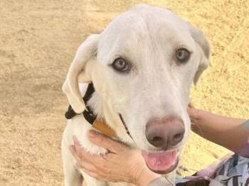 Dina -  Mixed Breed Dog for Adoption in Georgetown, Texas - Dina | PetCurious