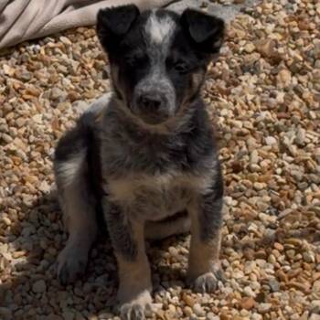 Australian Cattle Dog Blue Heeler and Mixed Breed Dogs Available for Adoption in Fredericksburg, Virginia - Dearden | PetCurious