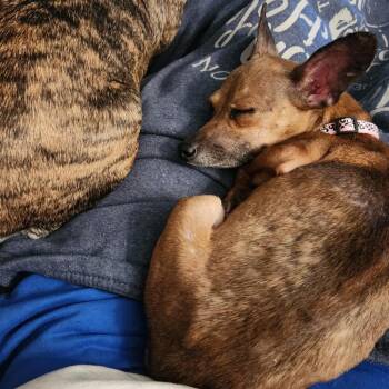 Chihuahua Dogs Available for Adoption - Bambi | PetCurious