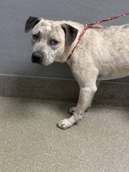 Rescue Pit Bull Terrier Dogs for Adoption in Las Vegas, Nevada - GOLD DUST | PetCurious