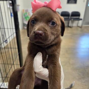Amy -  Retriever Dog for Adoption in Huntsville, Alabama - Amy | PetCurious