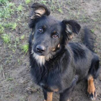 Flat Coated Retriever and Australian Shepherd Dogs Available for Adoption - Donati In NH! Come Meet Our Adoptable Dogs Wed-Sat, More Info In | PetCurious