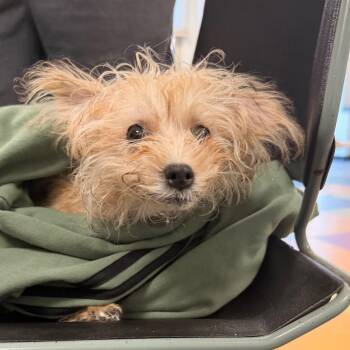 Mabel -  Miniature Poodle and Brussels Griffon Dog for Adoption in West Chester, Pennsylvania - Mabel | PetCurious