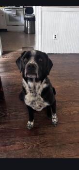 Marley -  Mixed Breed and Cocker Spaniel Dog for Adoption in Egg Harbor City, New Jersey - Marley | PetCurious