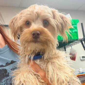 Hector -  Yorkshire Terrier Dog for Adoption in Fredericksburg, Virginia - Hector | PetCurious
