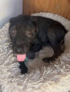 Milo -  Mountain Cur and Terrier Dog for Adoption in San Diego, California - Milo | PetCurious