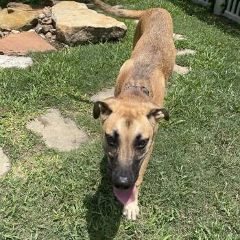Black Mouth Cur and Siberian Husky Dogs Available for Adoption in Galveston, Texas - Siberian Poetry | PetCurious