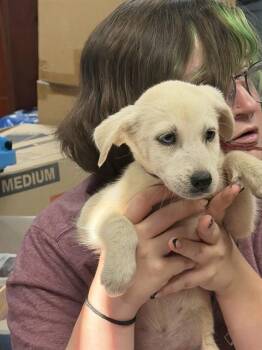 BERT -  Siberian Husky and Mixed Breed Dog for Adoption in Pasadena, Texas - BERT | PetCurious