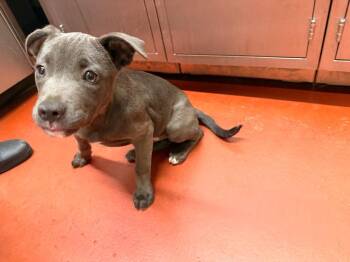 Venom -  Mixed Breed Dog Available for Adoption in Douglasville, Georgia - Venom | PetCurious