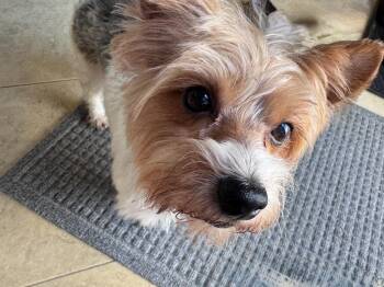 Yorkshire Terrier Dogs Available for Adoption - Ravioli | PetCurious