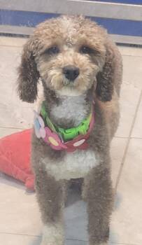 Sky -  Wheaten Terrier and Poodle Dog for Adoption in Walnutport, Pennsylvania - Sky | PetCurious
