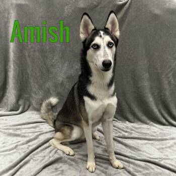 Amish -  Husky Dog for Adoption in Pleasantville, New Jersey - Amish | PetCurious