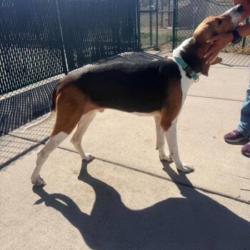Mr. Awoo -  Treeing Walker Coonhound Dog for Adoption in Cheyenne, Wyoming - Mr. Awoo | PetCurious