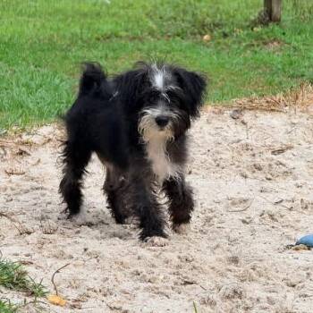 Maltipoo Dogs Available for Adoption in Brewton, Alabama - Panda | PetCurious