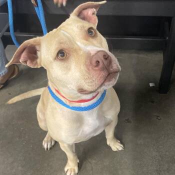 Terrier Dogs Available for Adoption - Queen | PetCurious