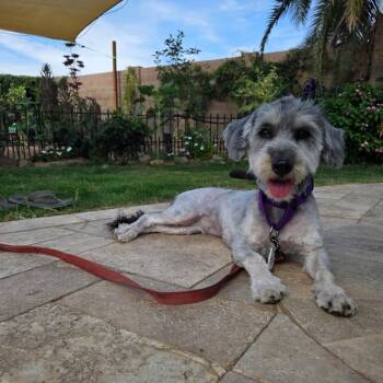 Rescue Aussiedoodle Dogs for Adoption in Phoenix, Arizona - Piper | PetCurious