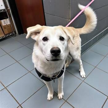 Rescue Mixed Breed Dogs for Adoption in Nashville, Tennessee - Polaroid | PetCurious