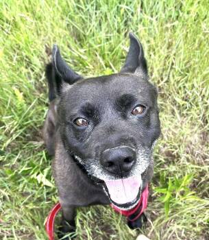 Labrador Retriever Dogs Available for Adoption in Pegram, Tennessee - BEAR | PetCurious