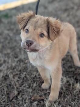 Beagle and Mixed Breed Dogs Available for Adoption - Lilith | PetCurious