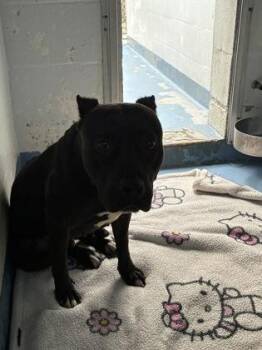 Sweet Pea -  American Staffordshire Terrier and Mixed Breed Dog for Adoption in Gainesville, Florida - Sweet Pea | PetCurious