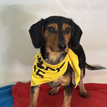 Salty Dog -  Dachshund Dog for Adoption in Meherrin, Virginia - Salty Dog | PetCurious