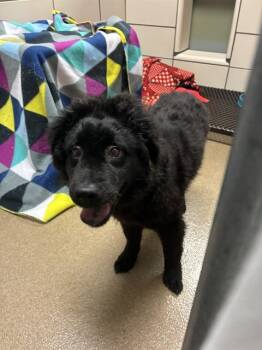 SALLY -  Newfoundland Dog and Poodle Dog for Adoption in Fort Wayne, Indiana - SALLY | PetCurious