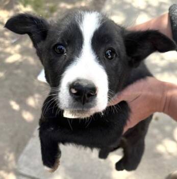 Princess Leia -  Border Collie and Norwegian Elkhound Dog for Adoption in San Luis, Colorado - Princess Leia | PetCurious