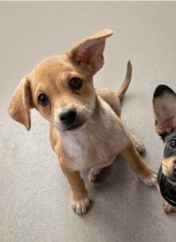 Mixed Breed Dogs Available for Adoption in Schertz, Texas - Aspen | PetCurious