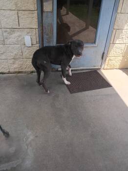 Donnie -  American Staffordshire Terrier and American Bulldog Dog for Adoption in Albany, Georgia - Donnie | PetCurious
