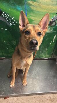 Yam -  Shepherd and Catahoula Leopard Dog Dog Available for Adoption in New Braunfels, Texas - Yam | PetCurious