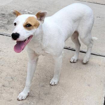 Terrier Dogs Available for Adoption in San Antonio, Texas - PATCHES | PetCurious