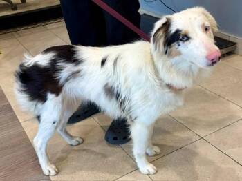 IRIS -  Australian Shepherd Dog for Adoption in Rowlett, Texas - IRIS | PetCurious