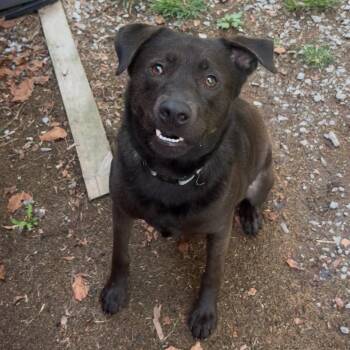 Obi wan -  Black Labrador Retriever and Pit Bull Terrier Dog for Adoption in Fairmont, West Virginia - Obi Wan | PetCurious