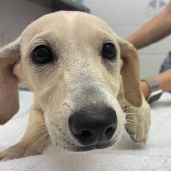 Rasta -  Terrier and Mixed Breed Dog for Adoption in Corpus Christi, Texas - Rasta | PetCurious